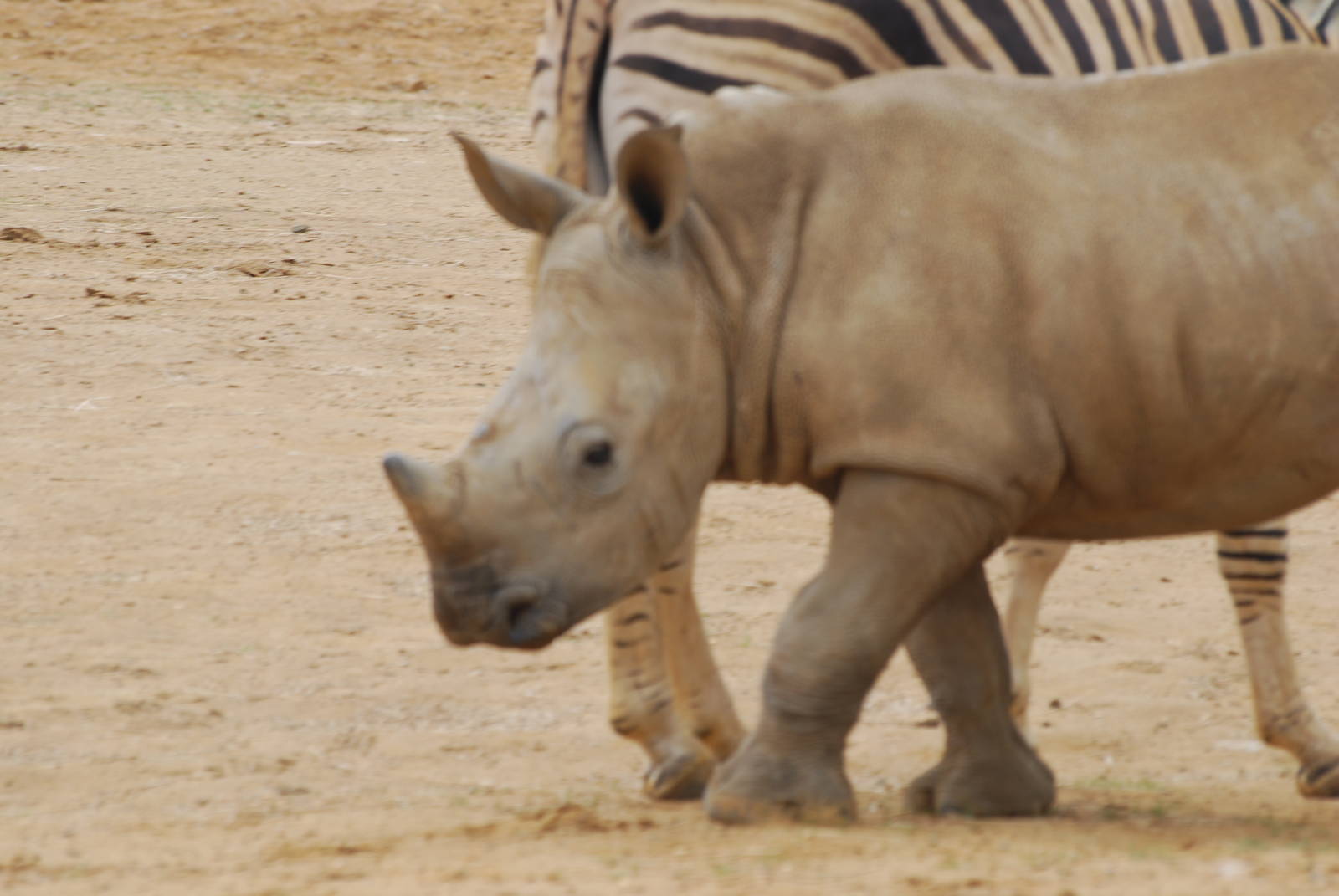 Zamba the white rhinoceros