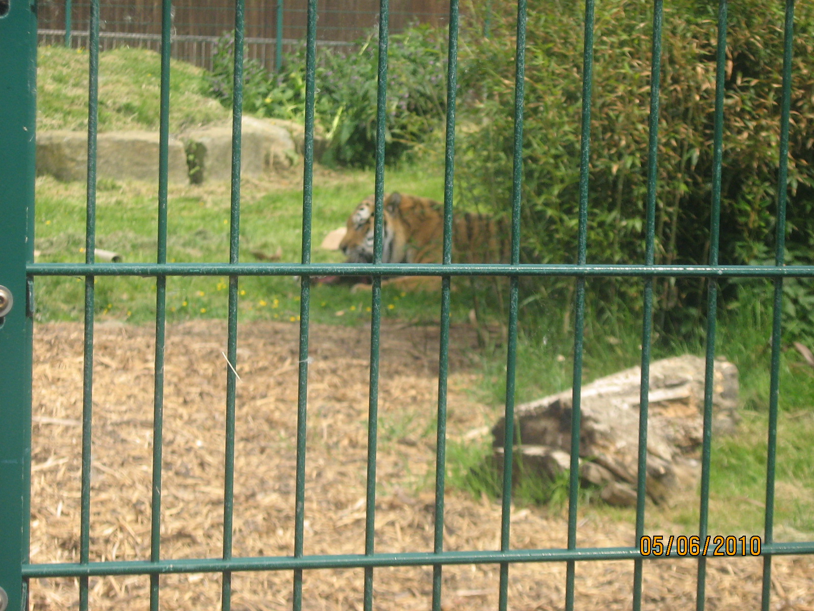 zambar siberian tiger