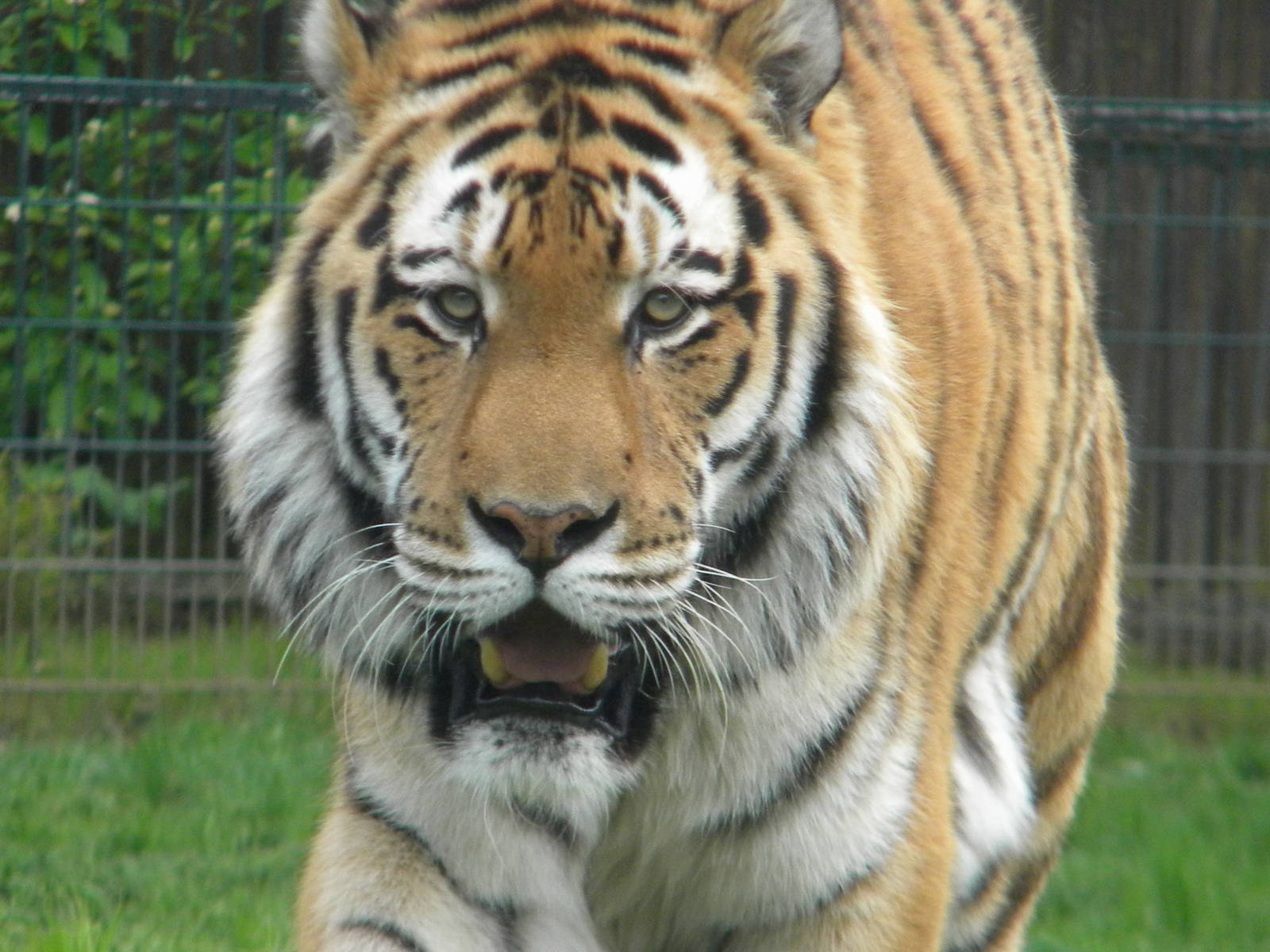 Zambar the Amur Tiger at Blackpool Zoo 06/05/11