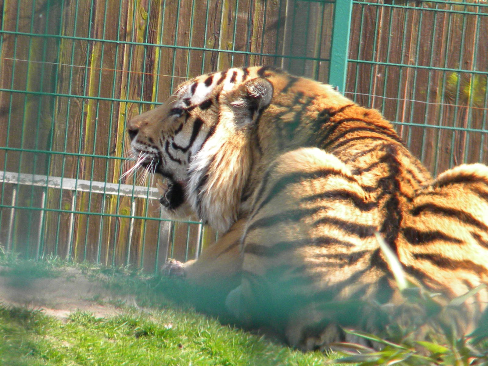 Zambar the Amur Tiger at Blackpool Zoo 27th March 2011