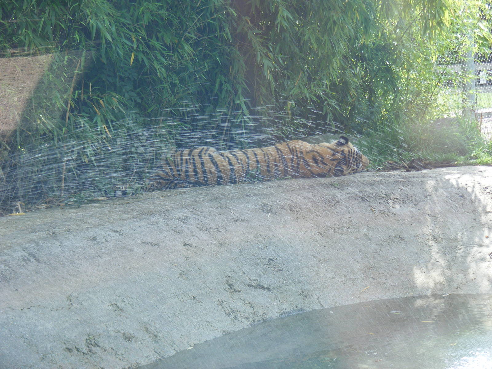Zambar the amur tiger at Marwell Wildlife, 14 August 2009