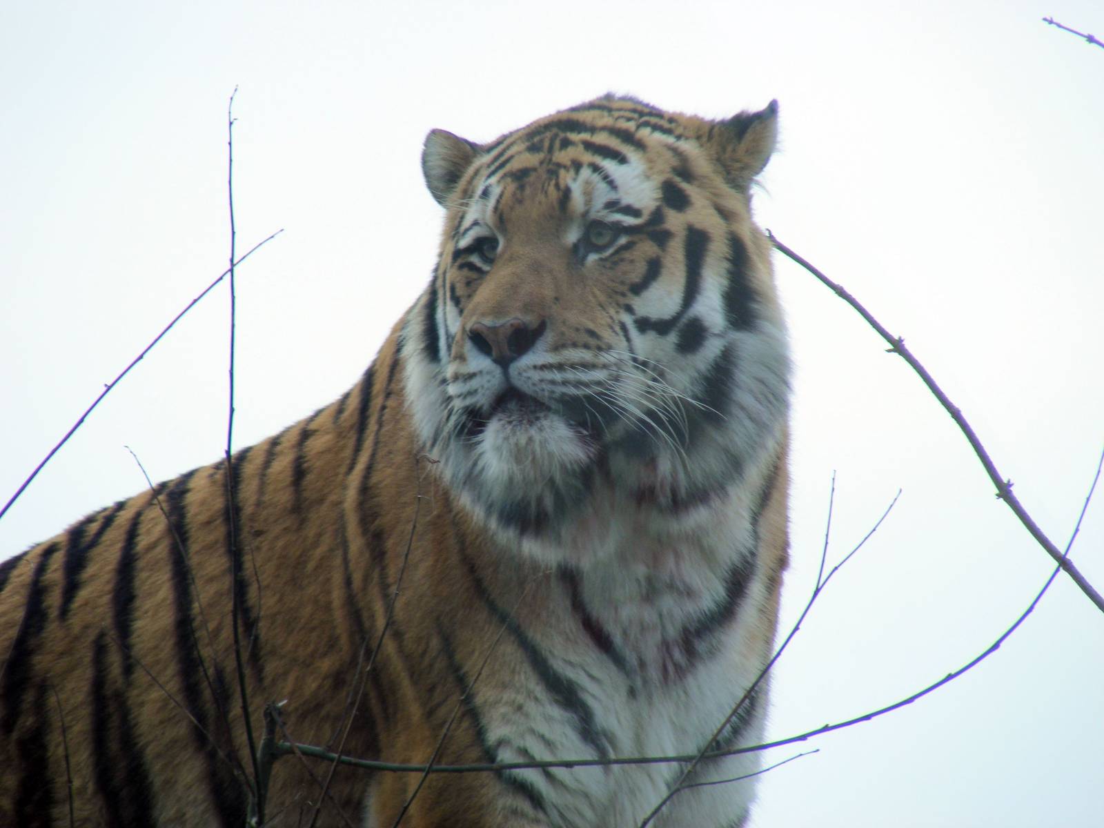Zambar the amur tiger at Marwell Zoo, 31 January 2009