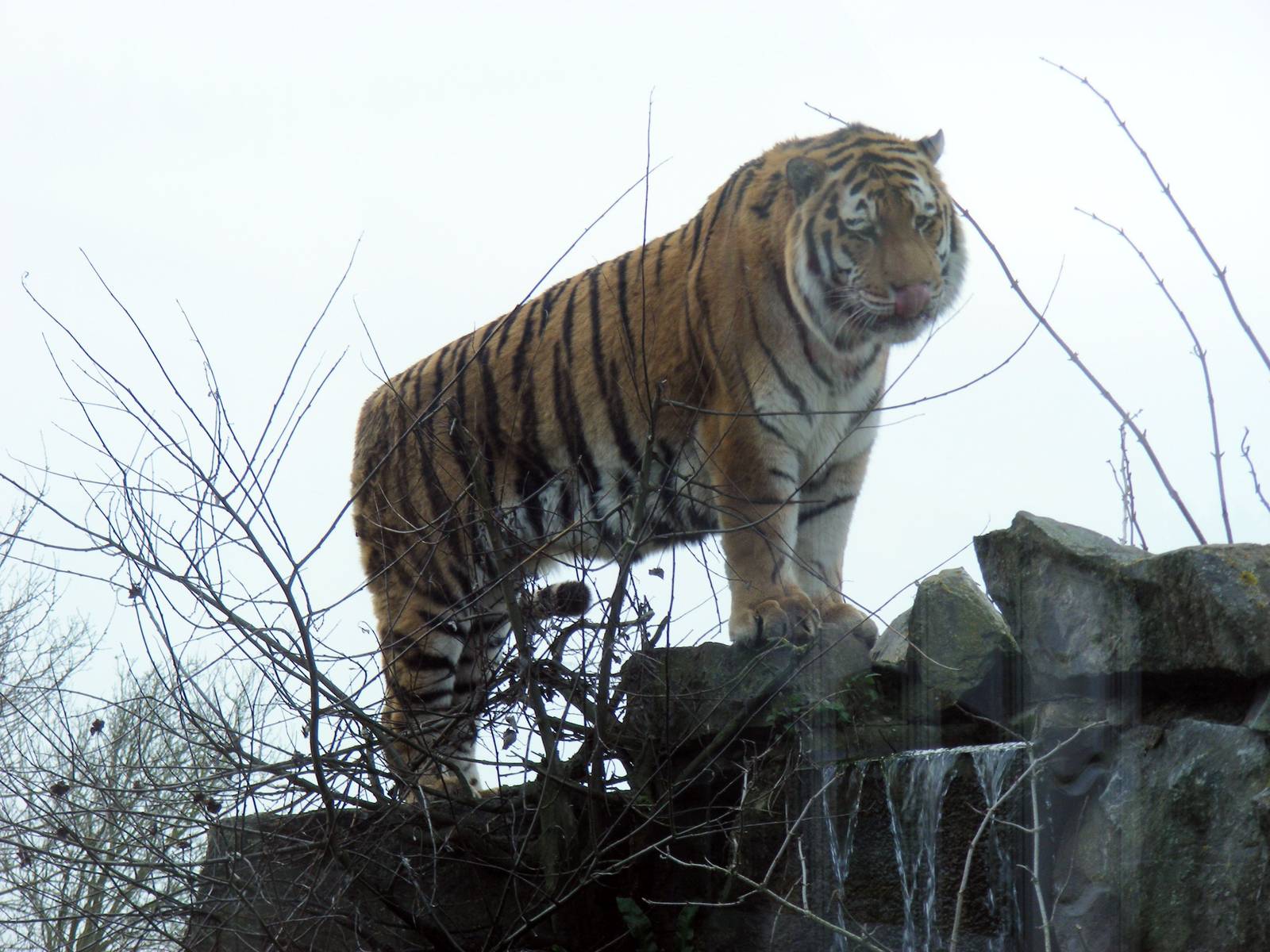 Zambar the amur tiger at Marwell Zoo, 31 January 2009