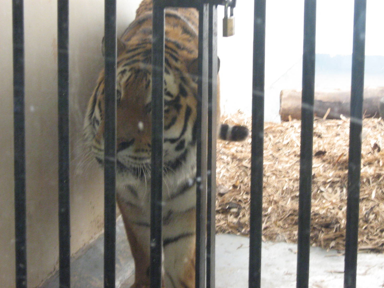 Zambar the Amur Tiger