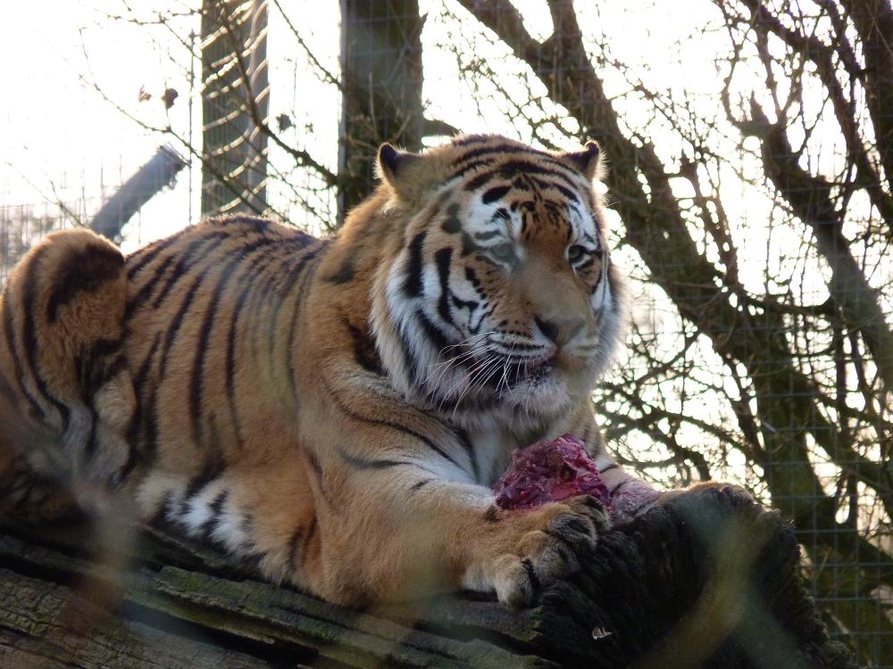 Zambar the Amur Tiger
