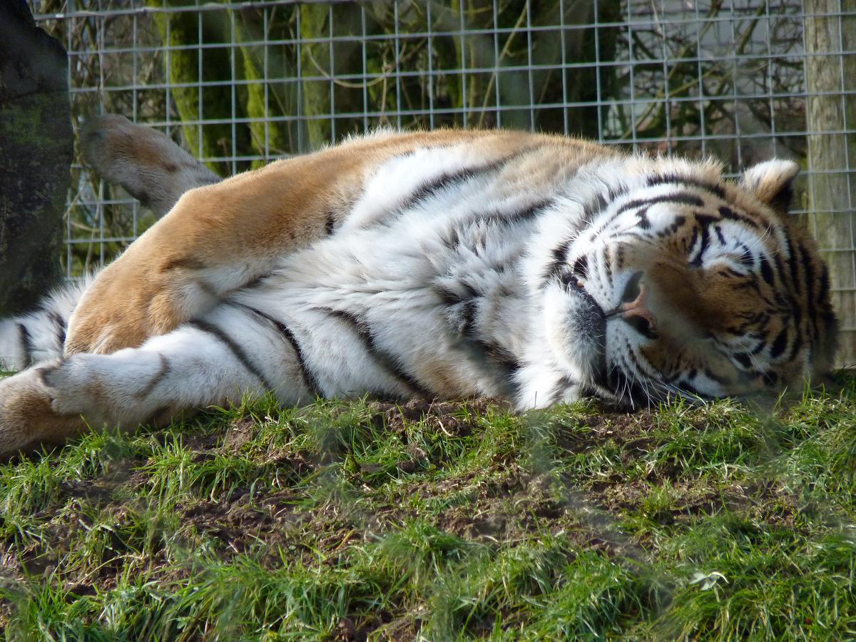 Zambar the Amur Tiger