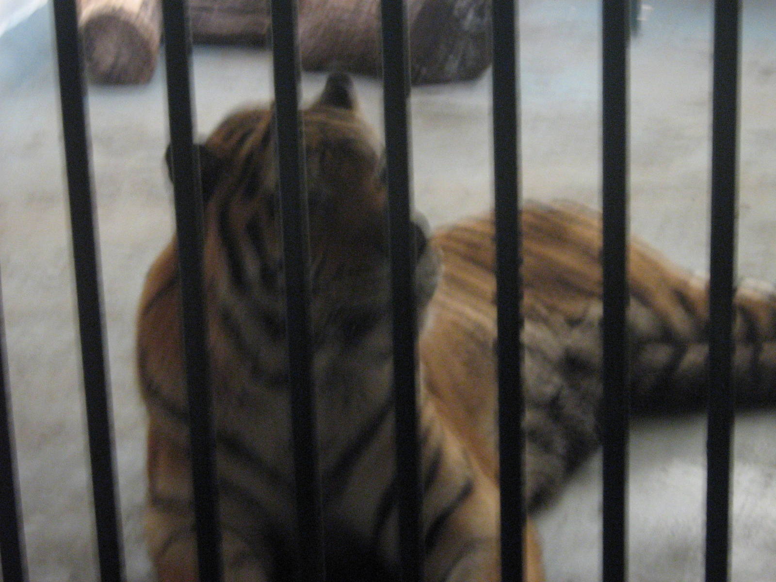 Zambar The Male Amur Tiger.