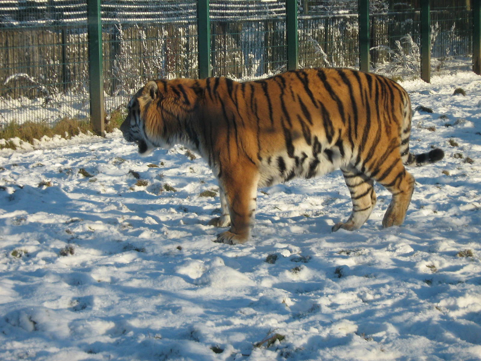 Zambar The Male Amur Tiger.