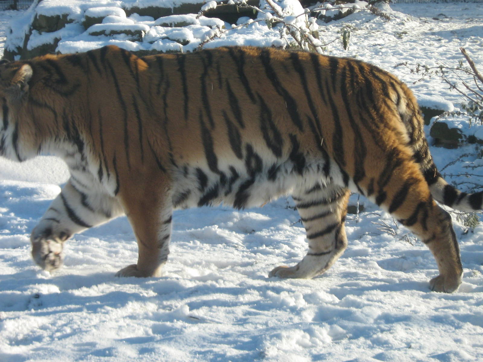 Zambar The Male Amur Tiger.