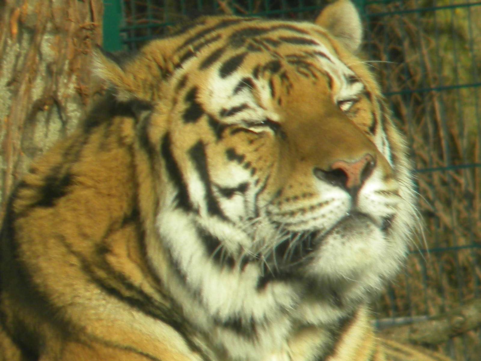 Zambar The Male Amur Tiger.