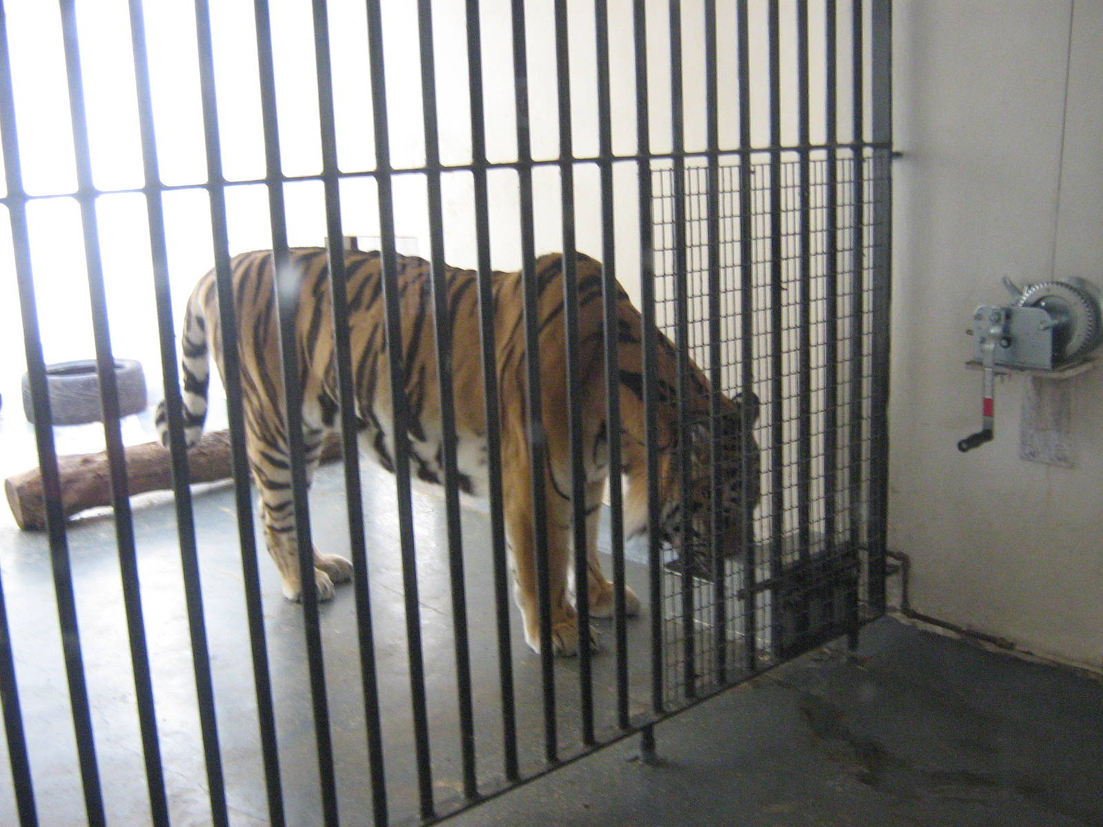 zambar the male siberian tiger