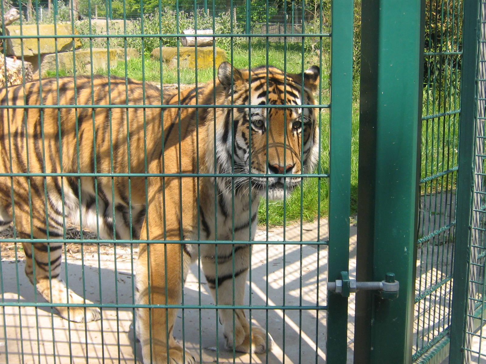 zambar the siberian(amur)tiger