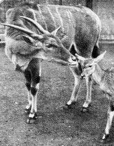 Zambesi eland with calf