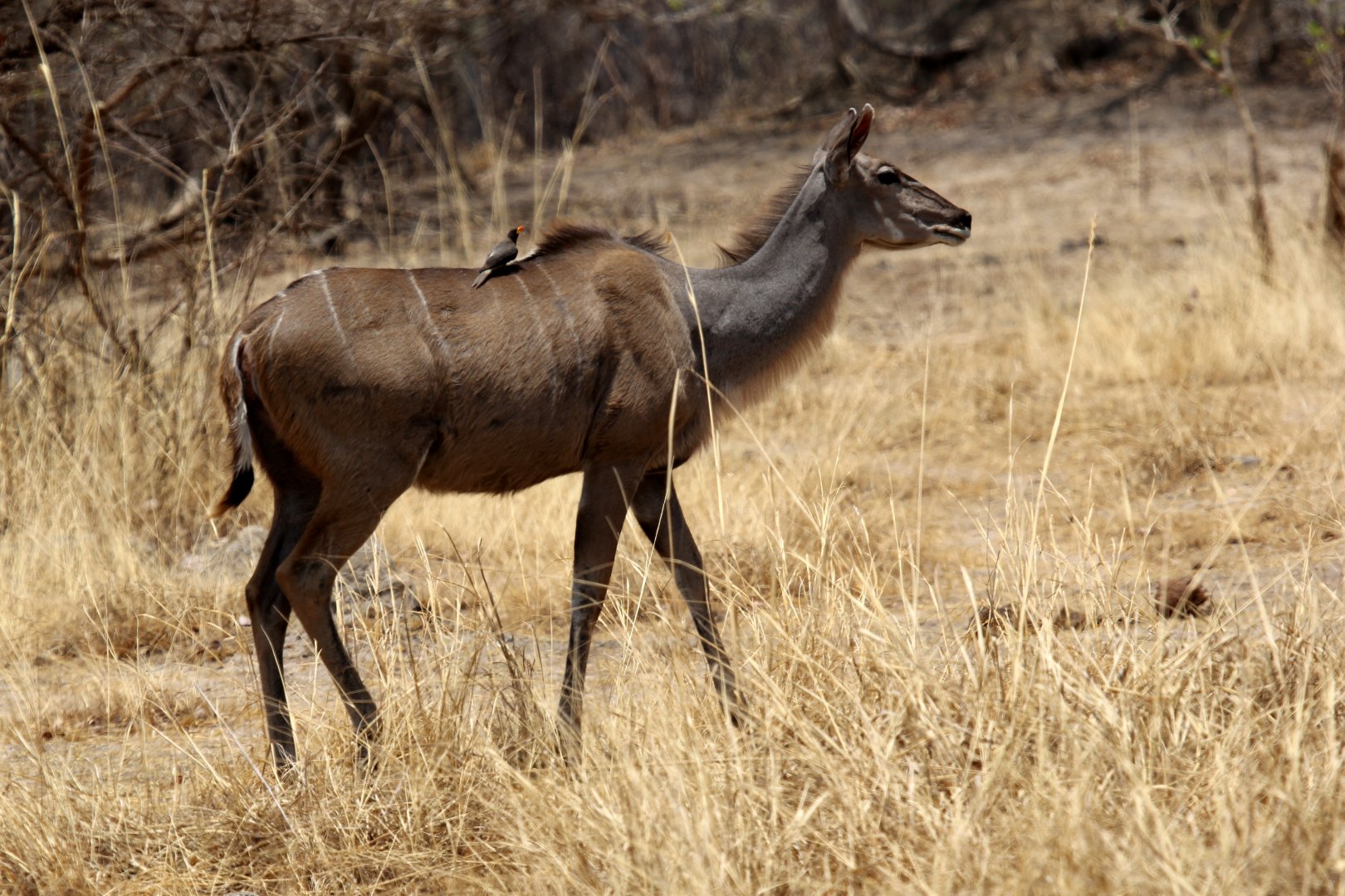 Zambesi Greater kudu (Tragelaphus strepsiceros zambesiensis) and Yellow-billed Oxpecker (Buphagus africanus)