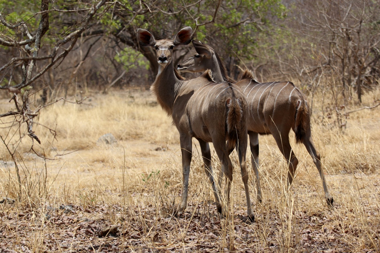 Zambesi Greater kudu (Tragelaphus strepsiceros zambesiensis)