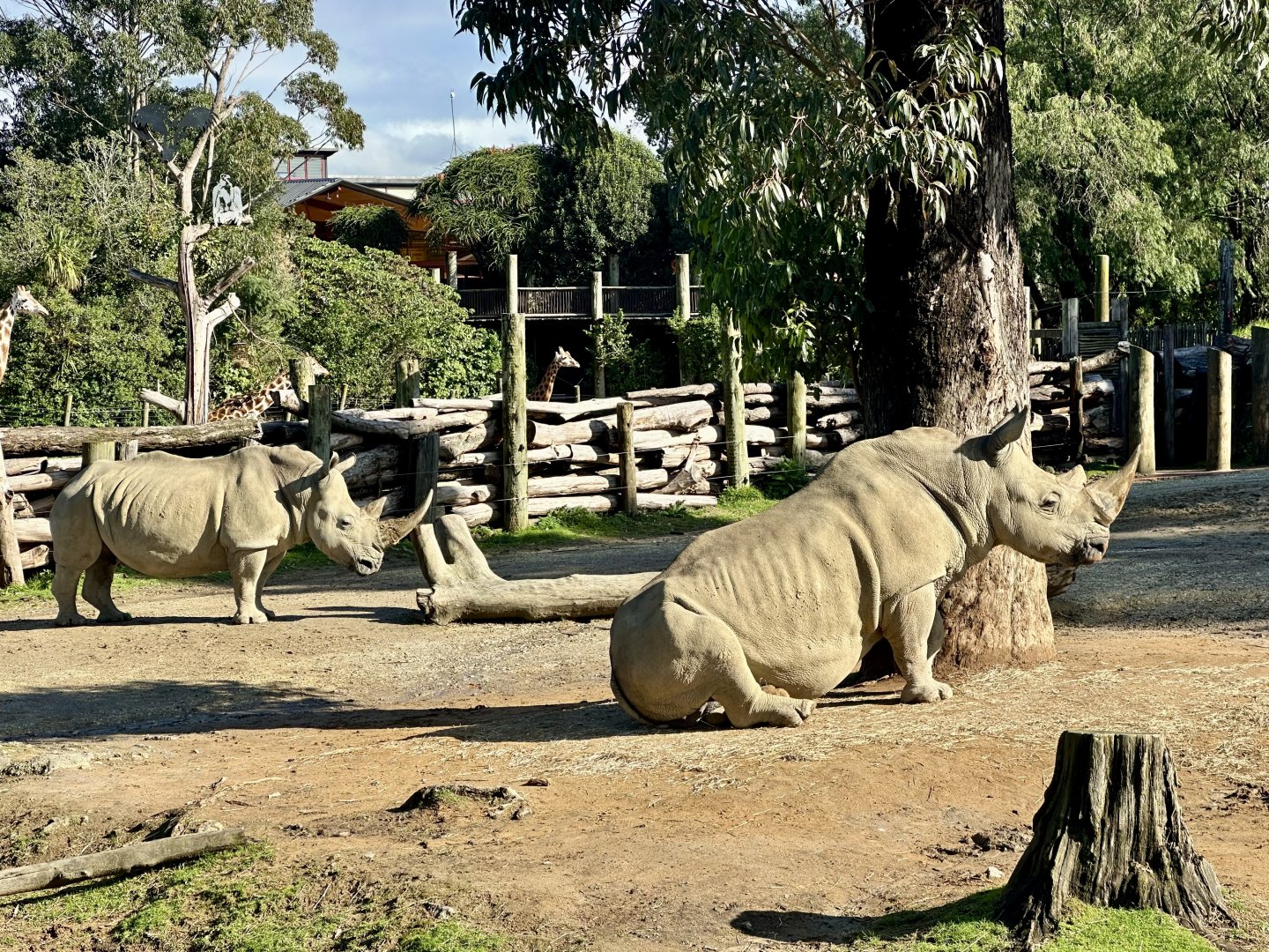 Zambezi and Jamila (Breeding Pair)