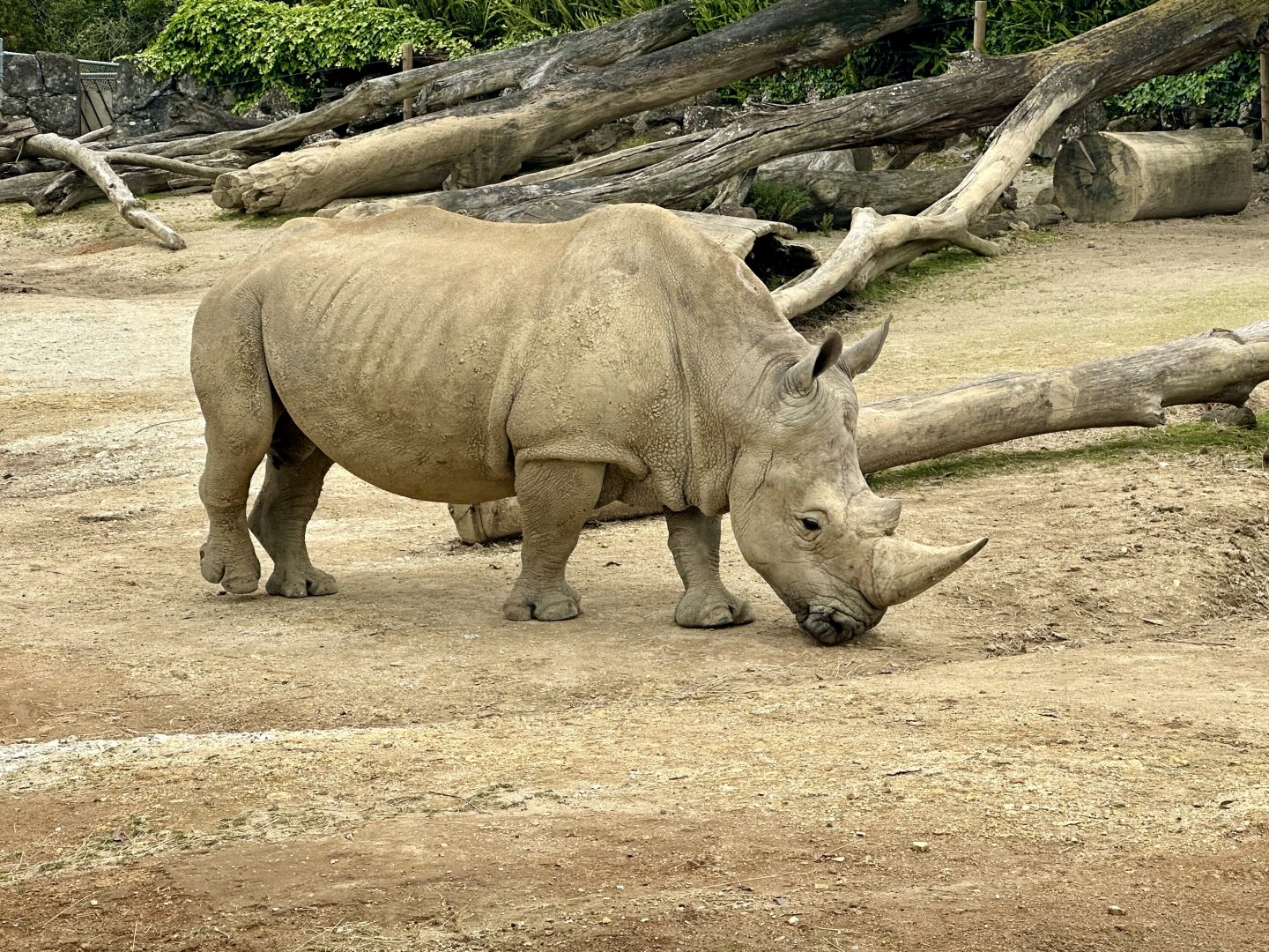 Zambezi (Bull Southern White Rhinoceros)