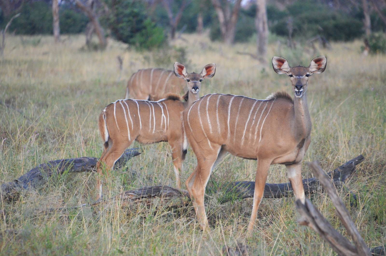 Zambezi Greater Kudu, Khwai Community Area, Botswana, 24/04/16