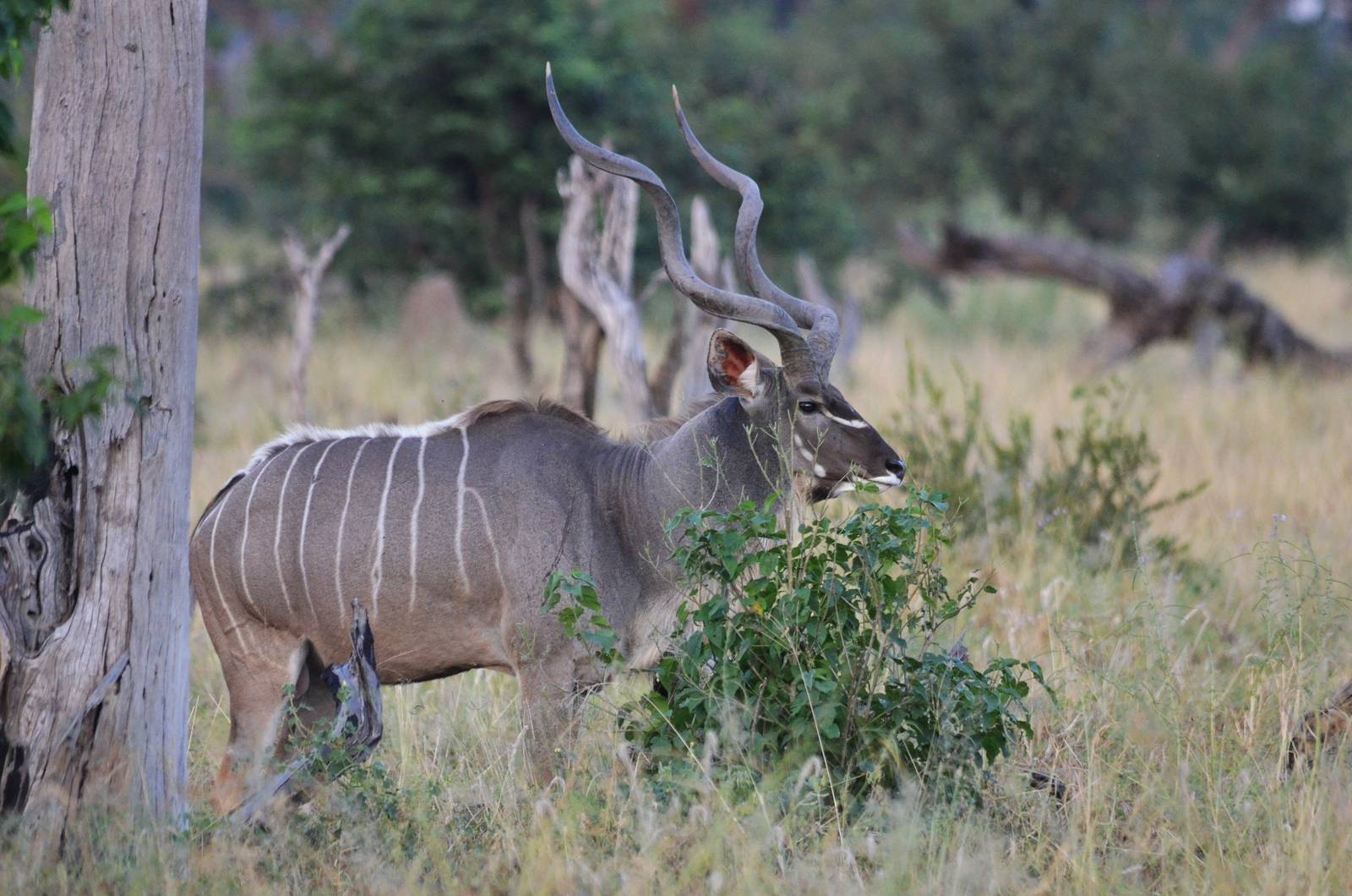 Zambezi Greater Kudu, Khwai Community Area, Botswana, 24/04/16