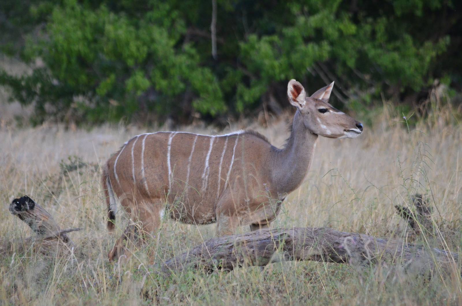 Zambezi Greater Kudu, Khwai Community Area, Botswana, 24/04/16