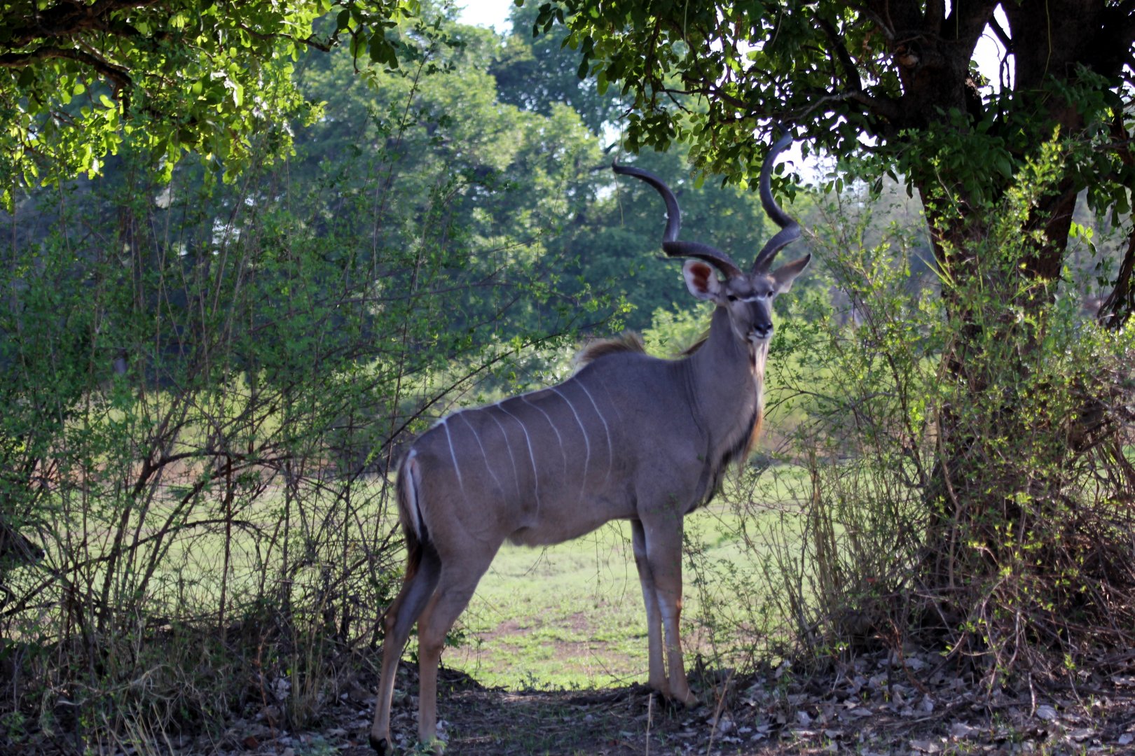 Zambezi Greater Kudu (Tragelaphus strepsiceros zambesiensis)
