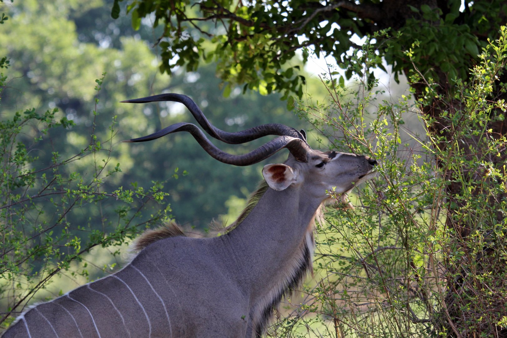 Zambezi Greater Kudu (Tragelaphus strepsiceros zambesiensis)