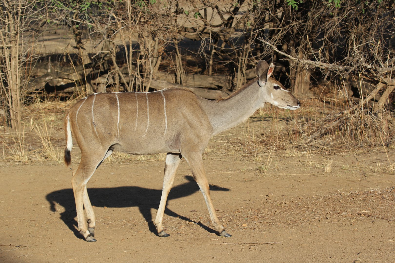 Zambezi Kudu (Tragelaphus strepsiceros zambesiensis)