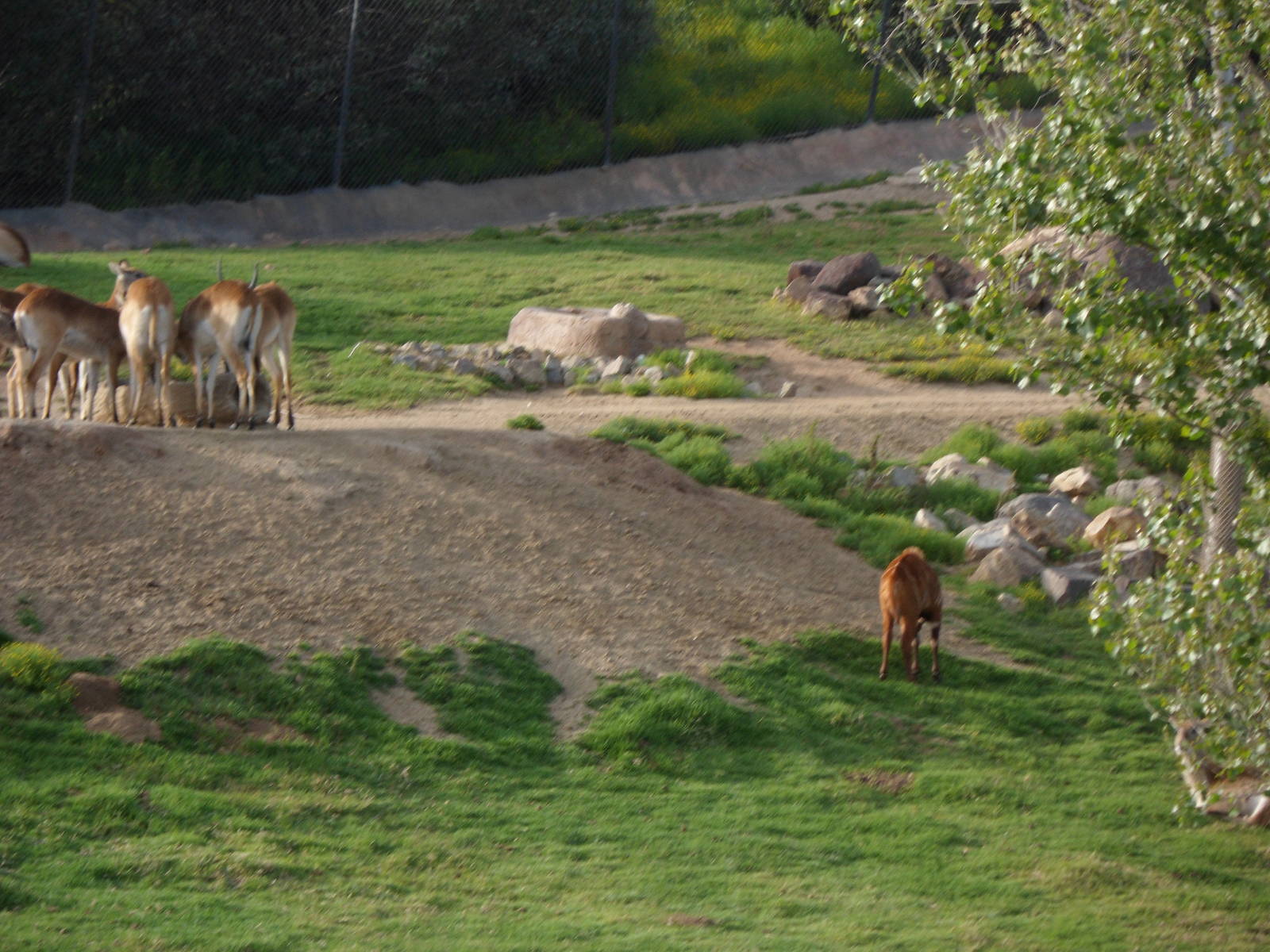 Zambezi Lechwe and Baby Bongo