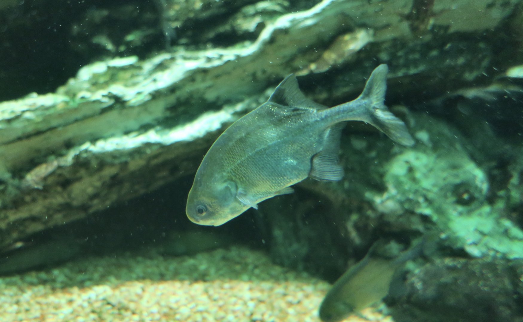 Zambezi Parrotfish (Cyphomyrus discorhynchus)