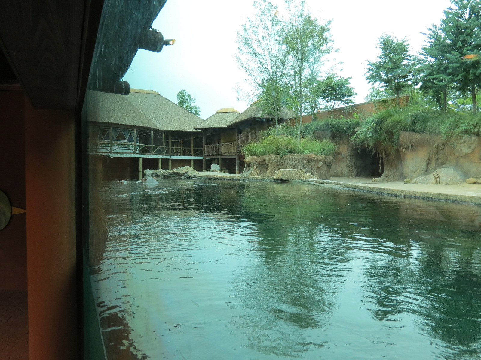 Zambezi River Hippo Camp - Hippopotamus Exhibit