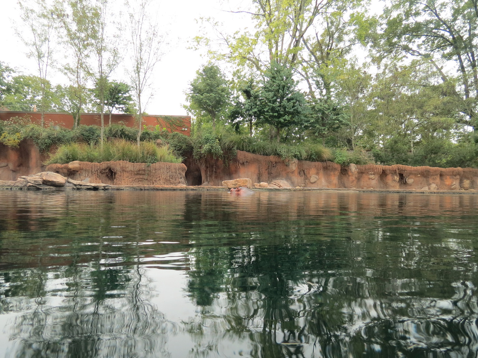 Zambezi River Hippo Camp - Hippopotamus Exhibit