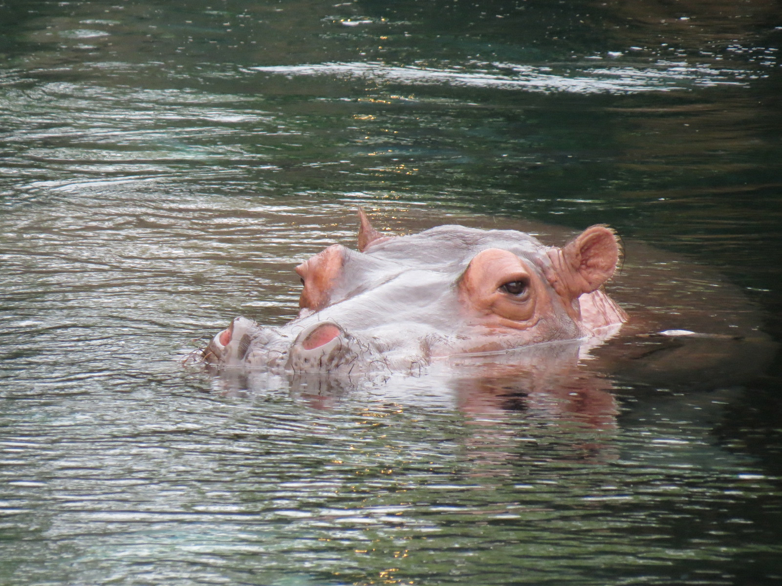 Zambezi River Hippo Camp - Hippopotamus Exhibit