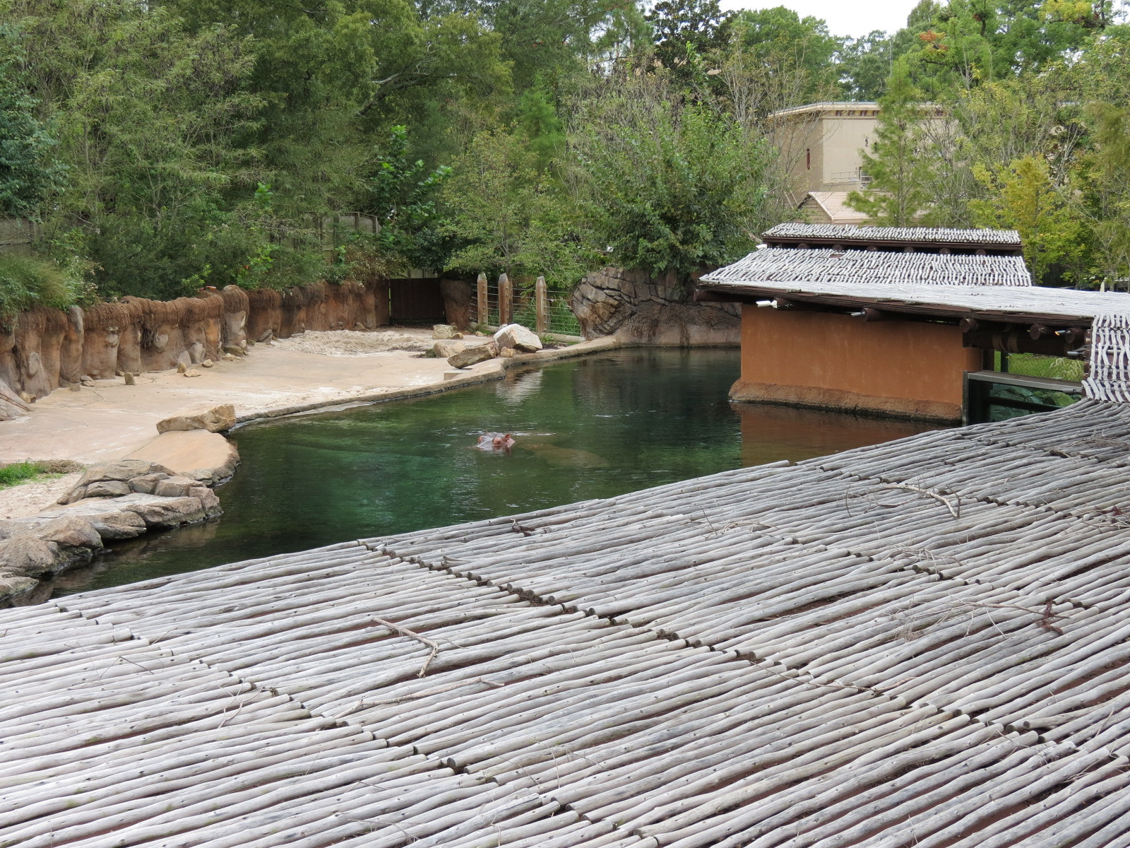 Zambezi River Hippo Camp - Hippopotamus Exhibit