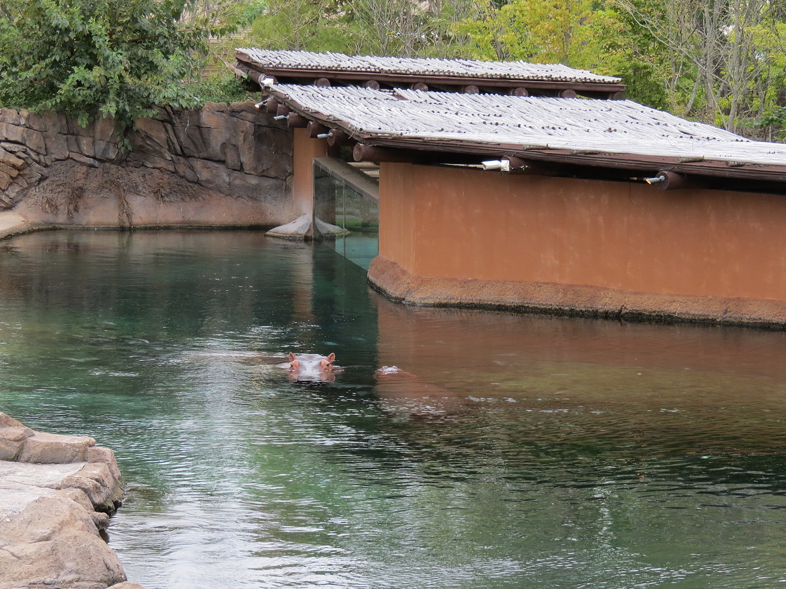 Zambezi River Hippo Camp - Hippopotamus Exhibit