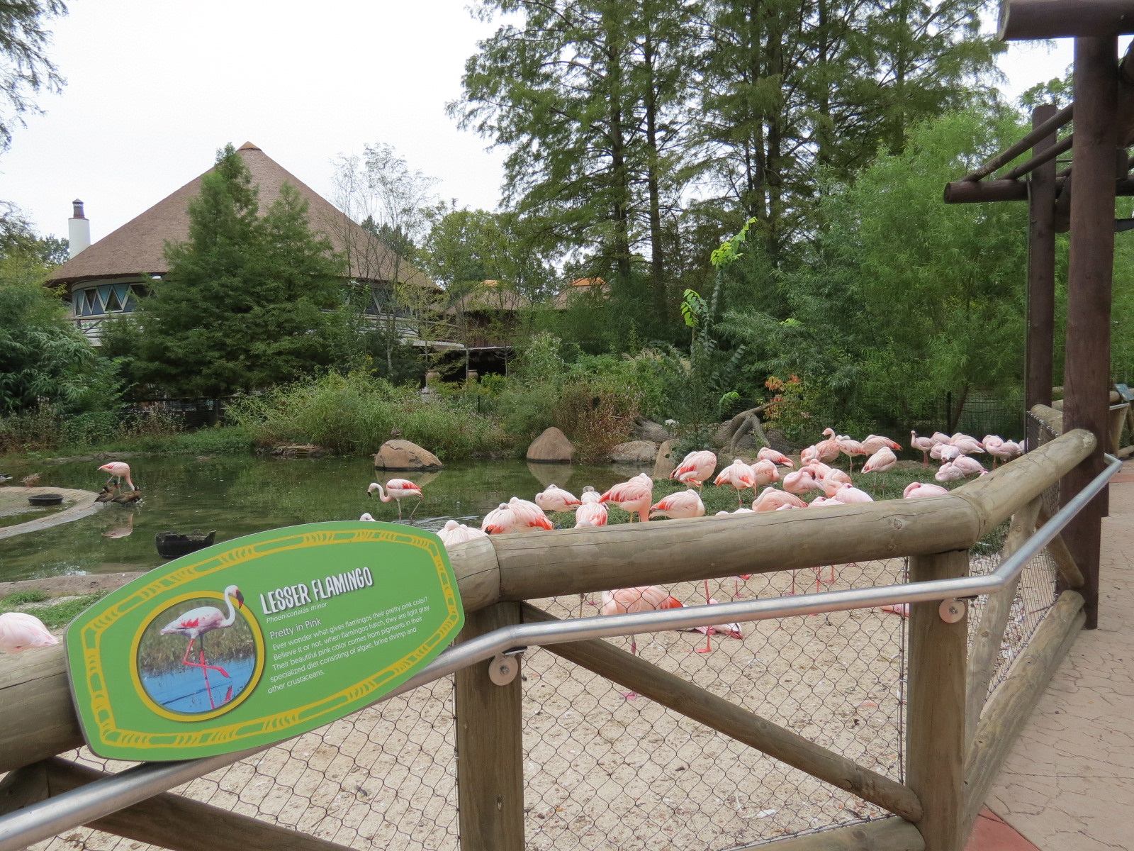 Zambezi River Hippo Camp - Lesser Flamingo Exhibit