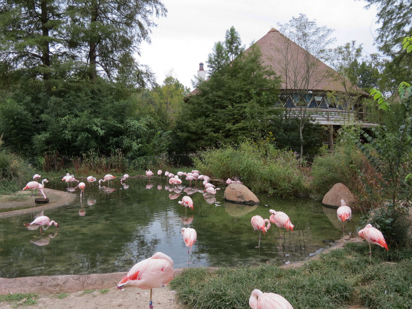 Zambezi River Hippo Camp - Lesser Flamingo Exhibit