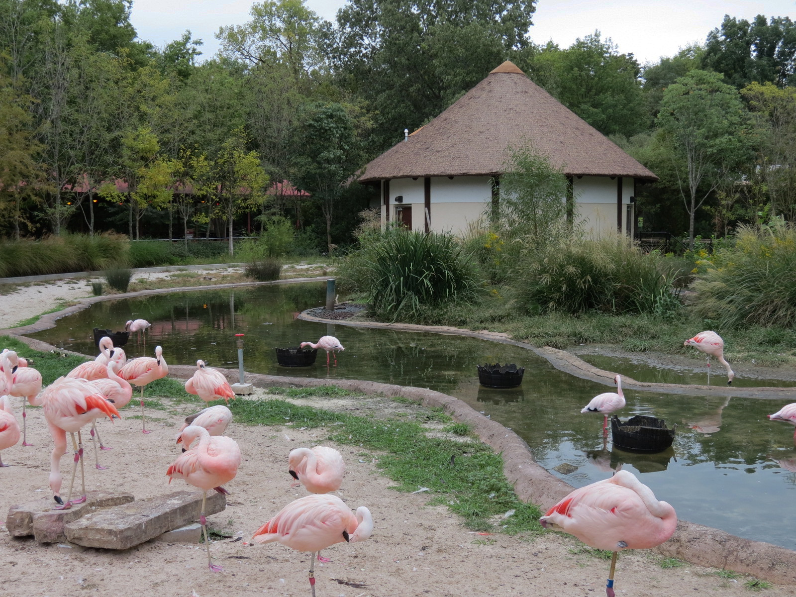 Zambezi River Hippo Camp - Lesser Flamingo Exhibit