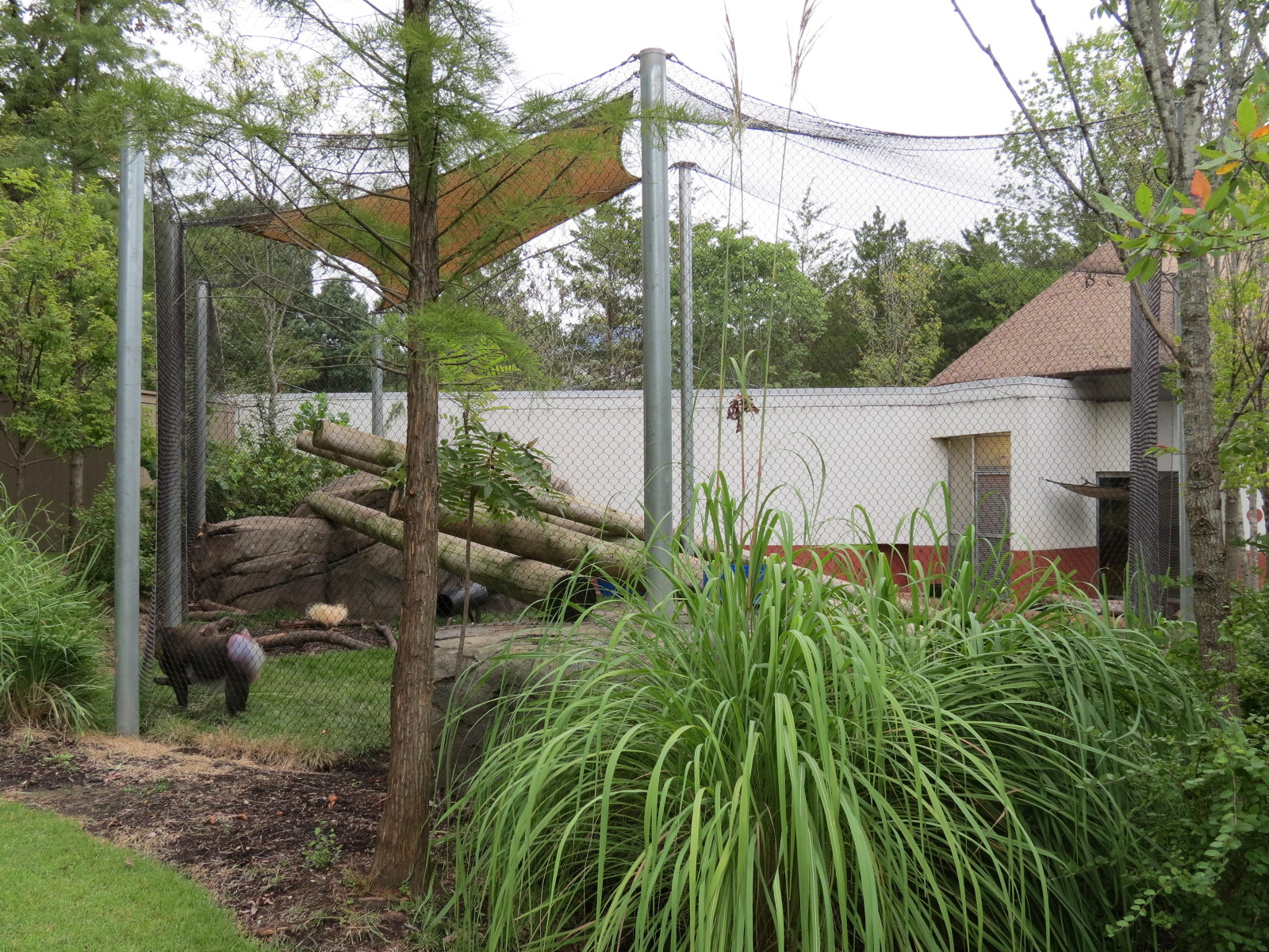 Zambezi River Hippo Camp - Mandrill Exhibit