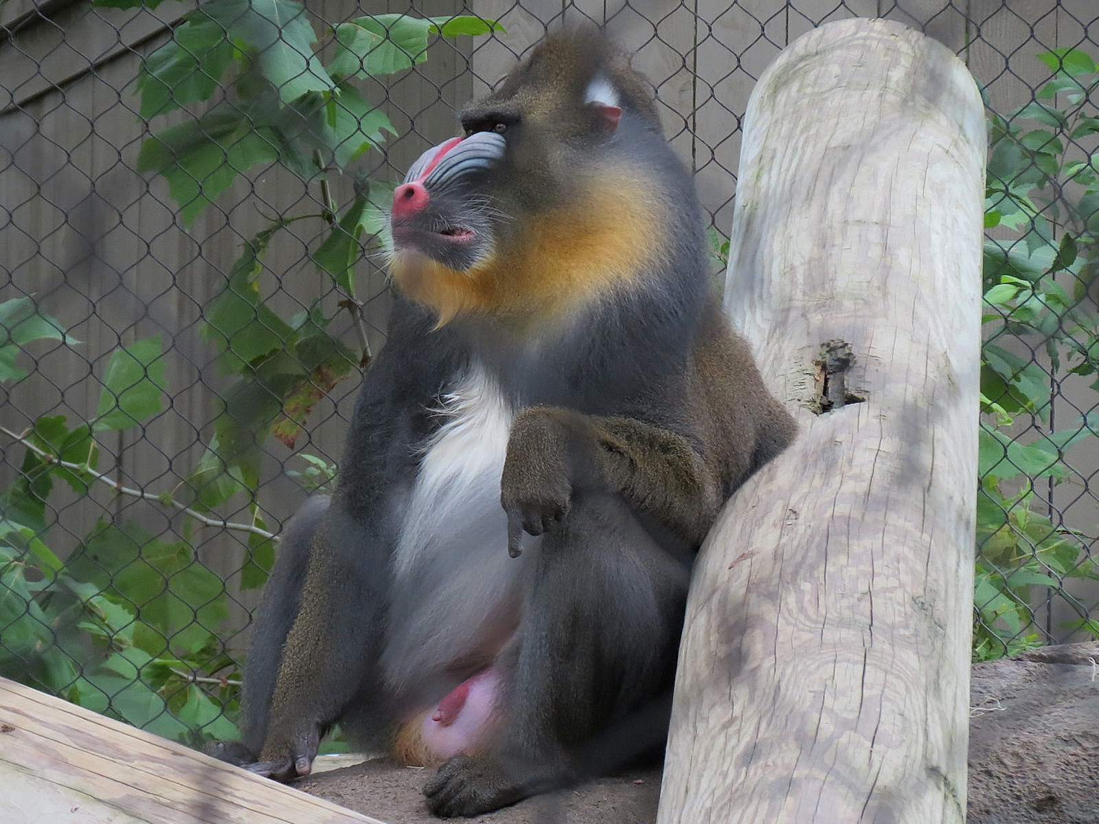 Zambezi River Hippo Camp - Mandrill Exhibit