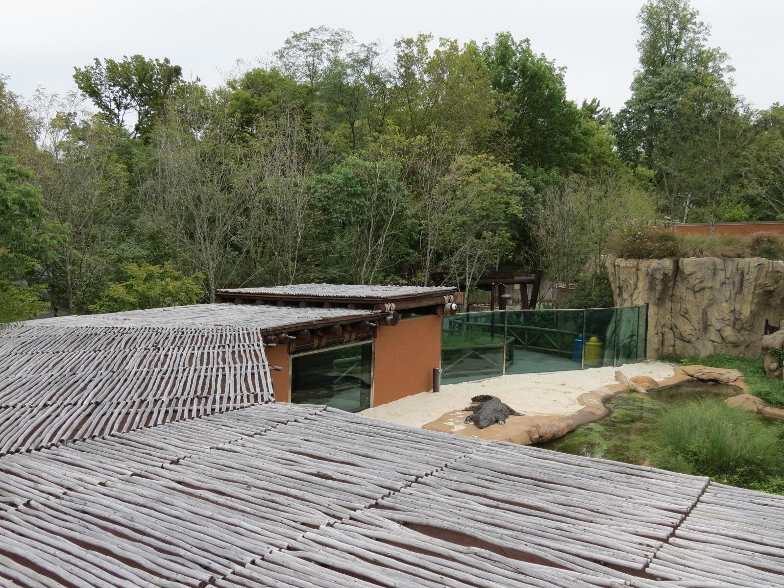 Zambezi River Hippo Camp - Nile Crocodile Exhibit