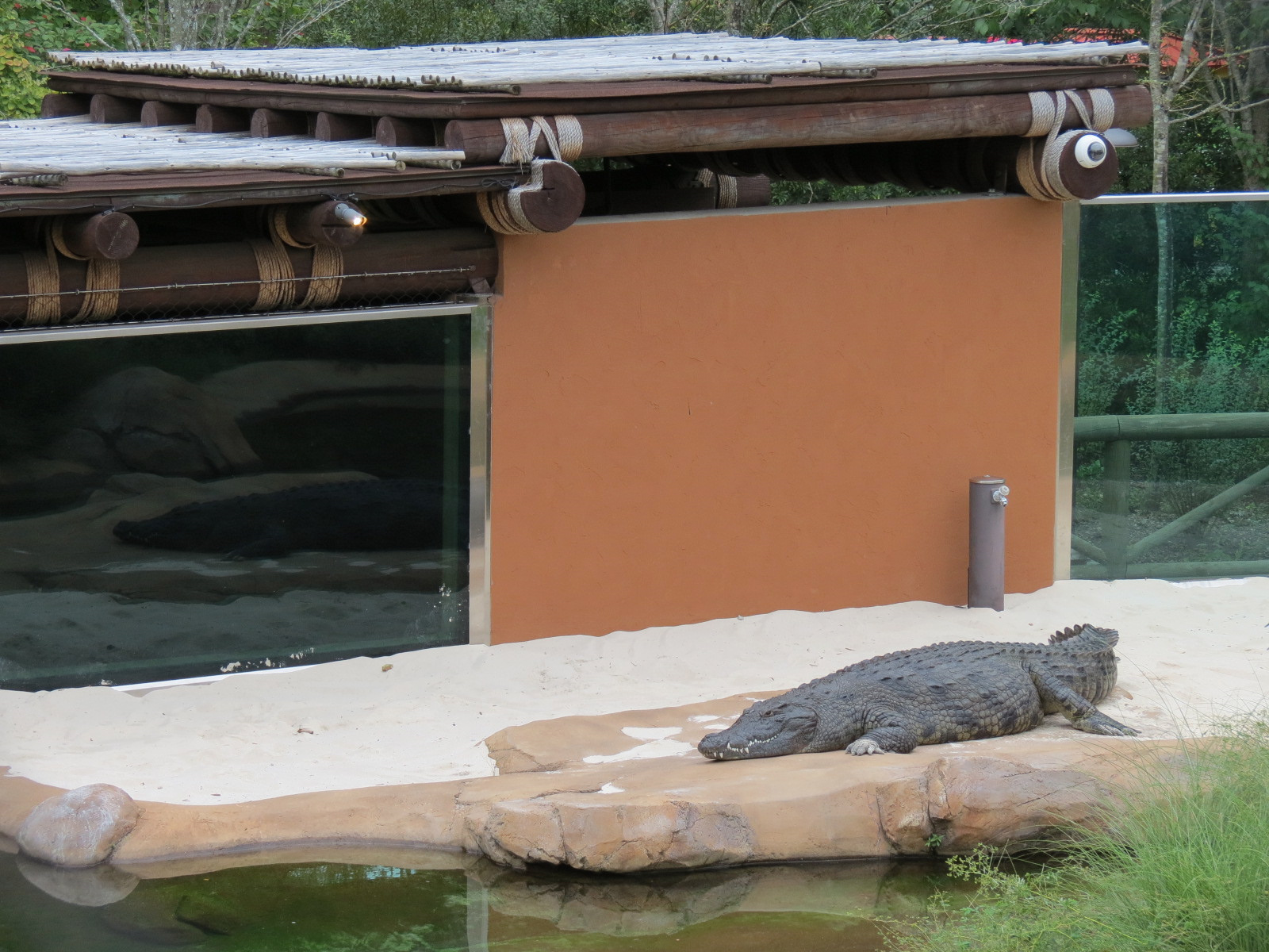 Zambezi River Hippo Camp - Nile Crocodile Exhibit