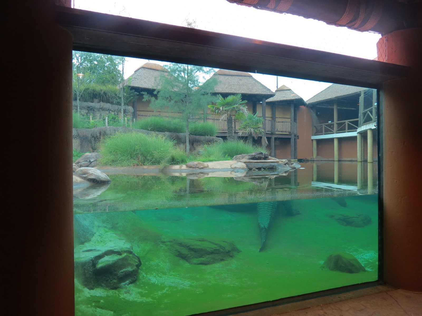 Zambezi River Hippo Camp - Nile Crocodile Exhibit