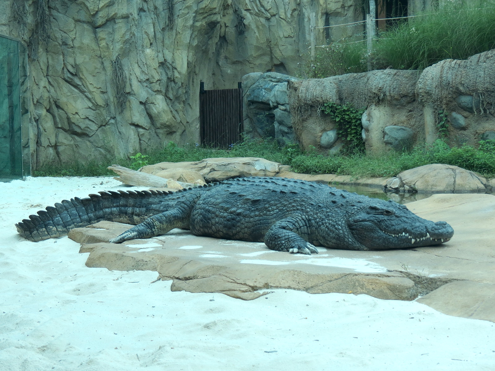Zambezi River Hippo Camp - Nile Crocodile Exhibit