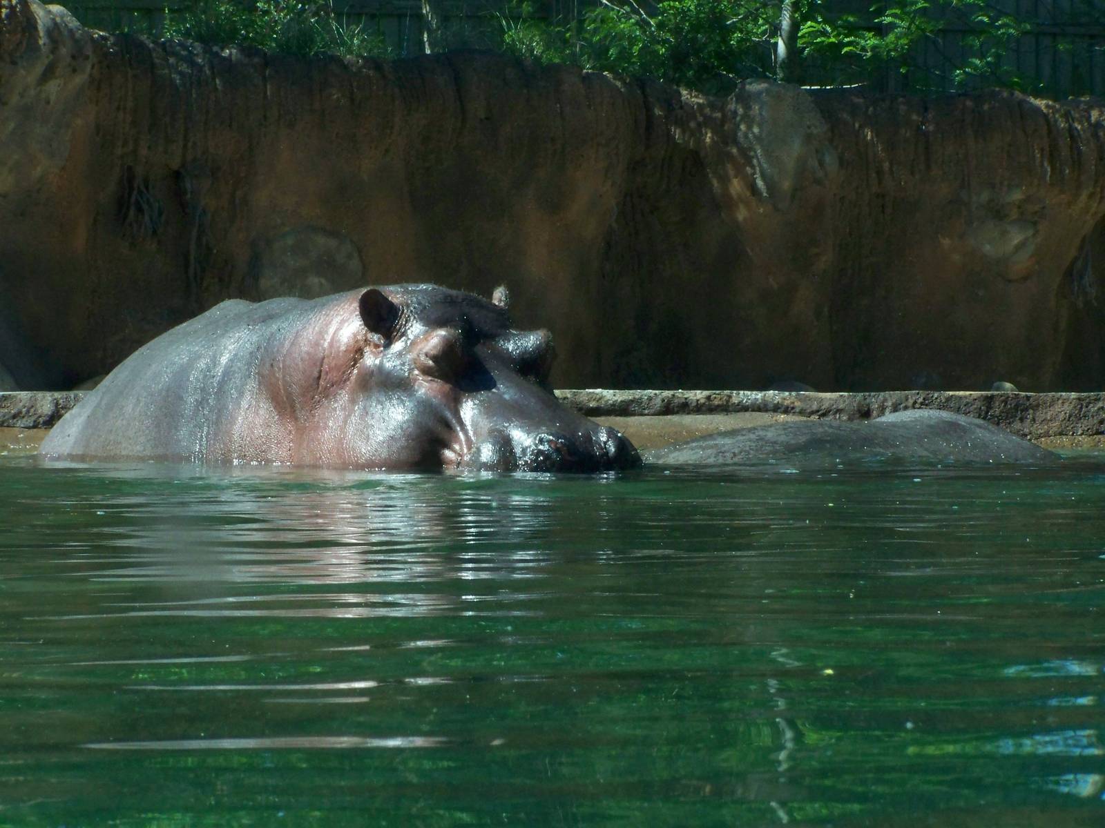 Zambezi River Hippo Camp