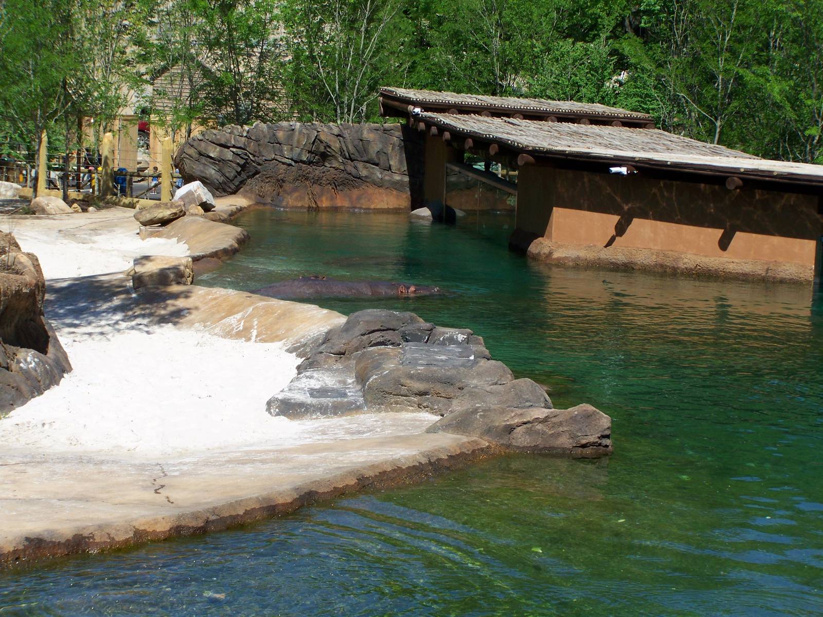 Zambezi River Hippo Camp