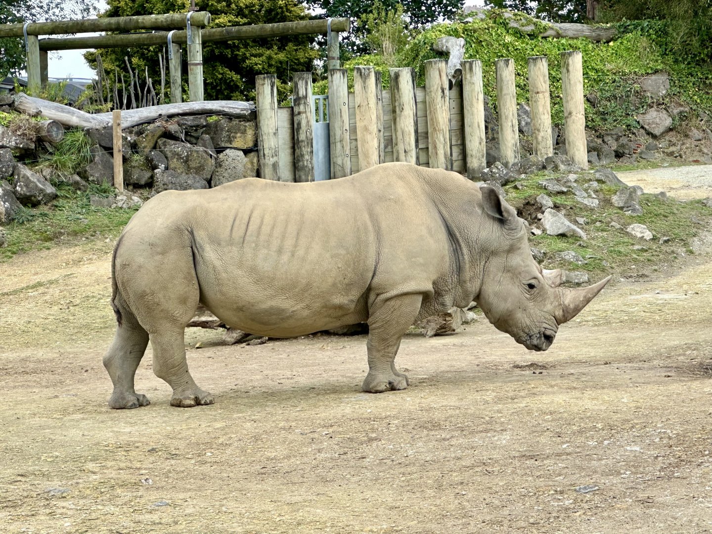 Zambezi (Southern White Rhinoceros)