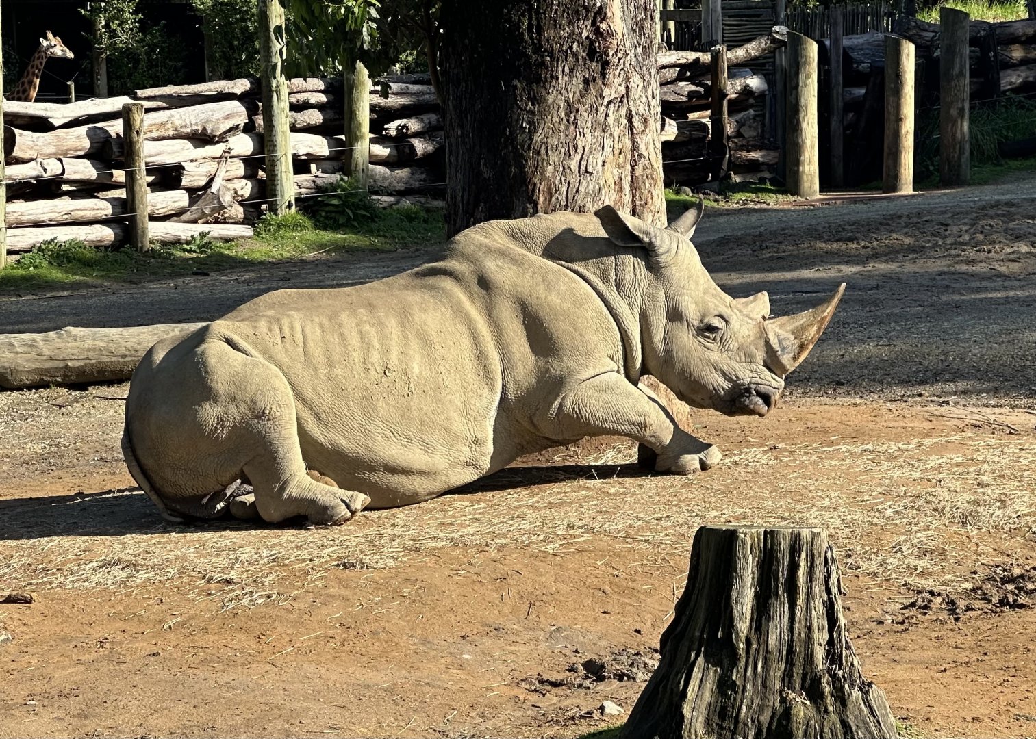 Zambezi (Southern White Rhinoceros)