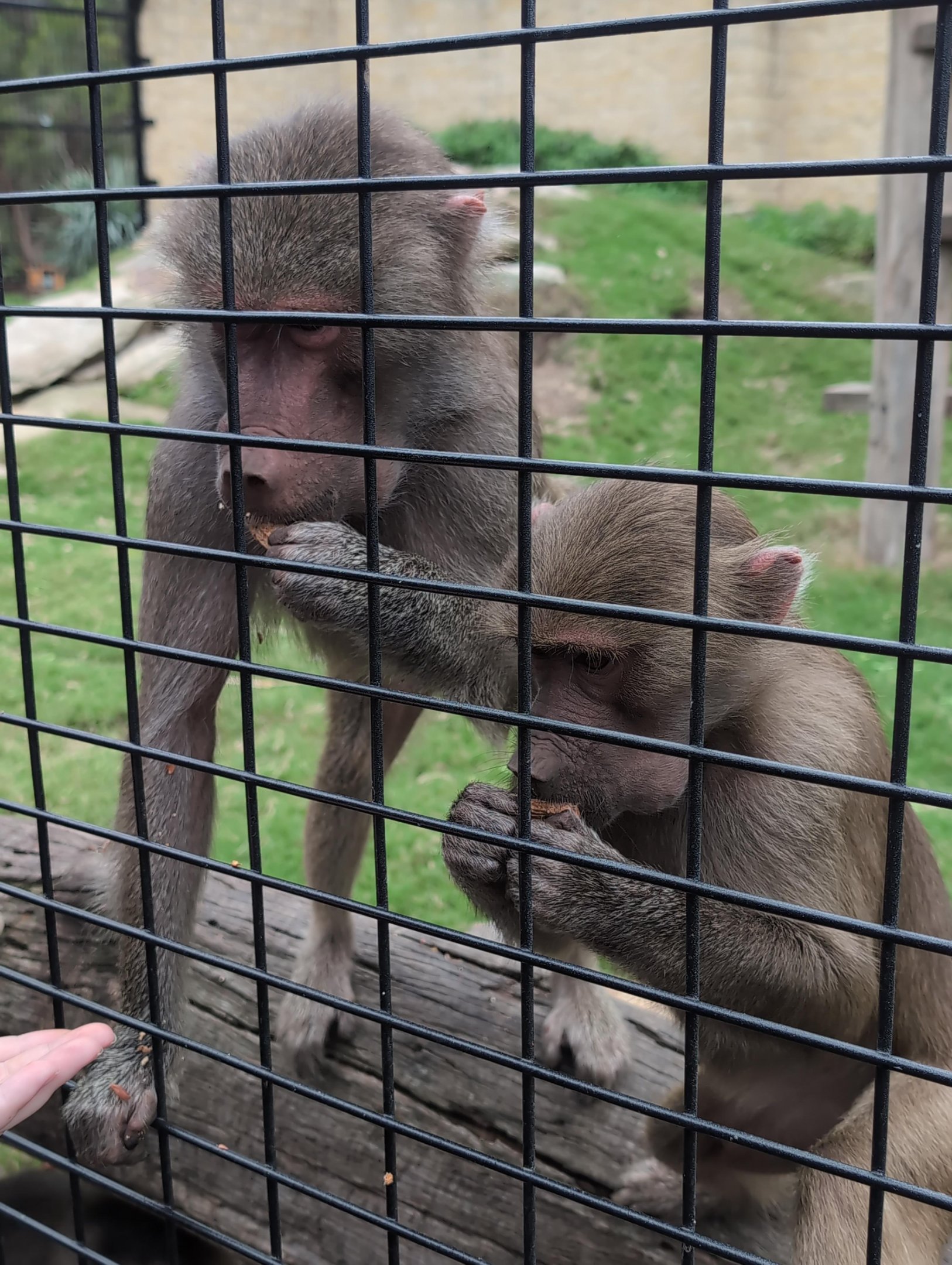 Zambi Wildlife Retreat - Baboon Feeding