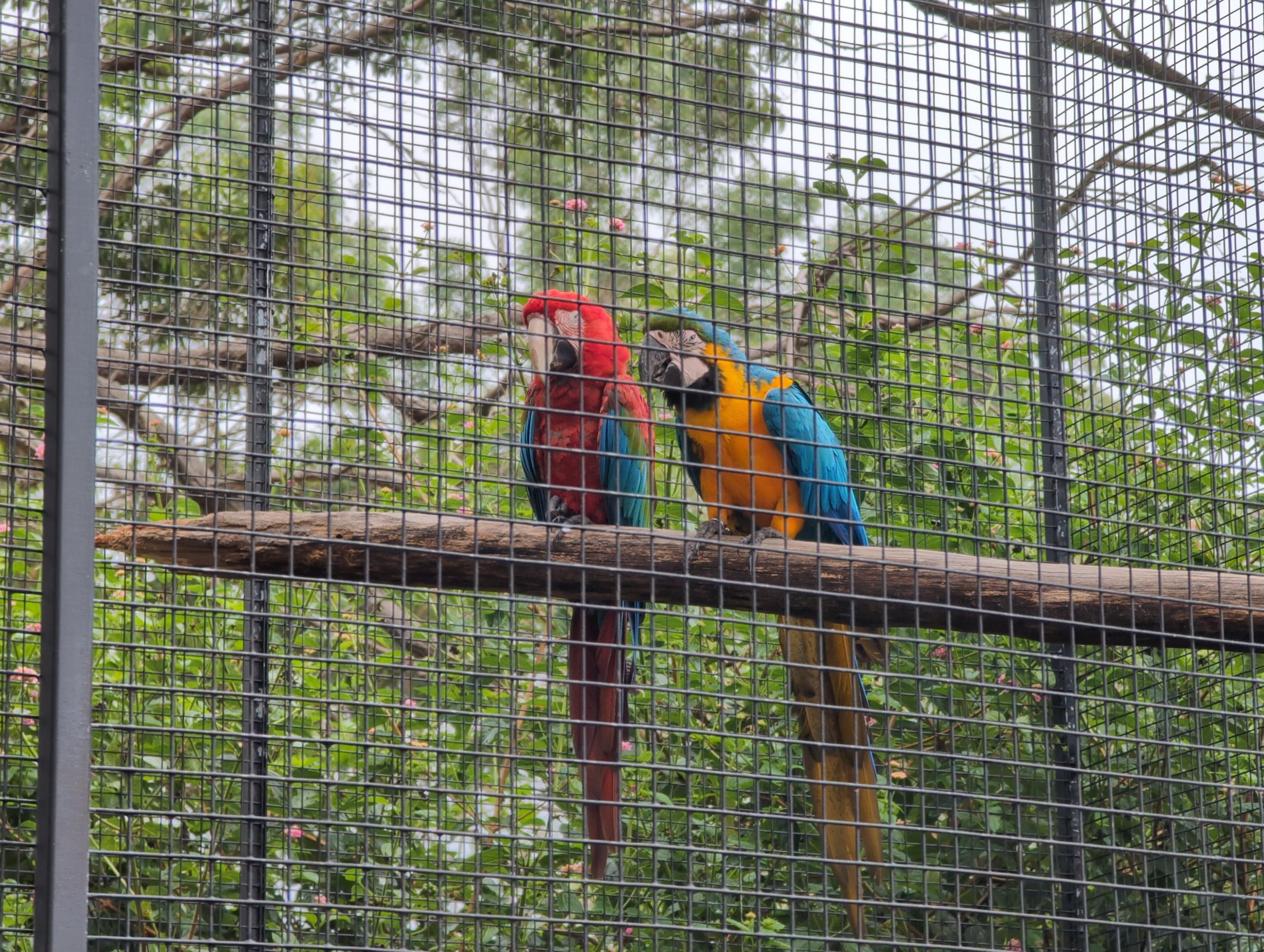 Zambi Wildlife Retreat - Macaws