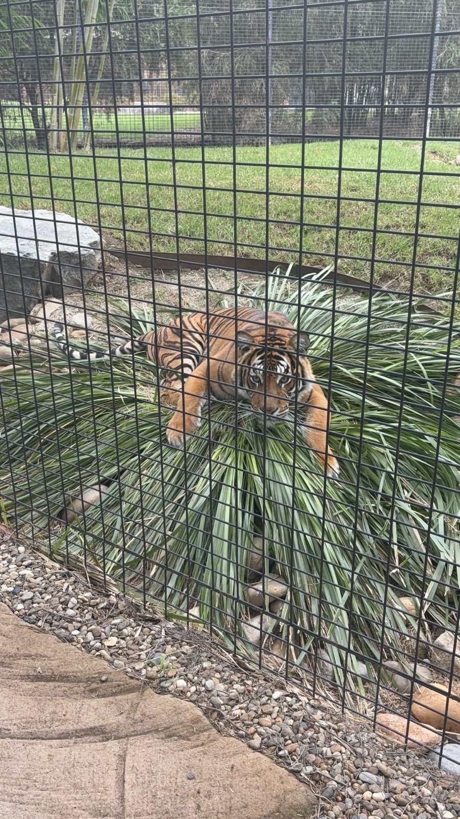Zambi Wildlife Retreat - Mila on the 'tigers sofa'